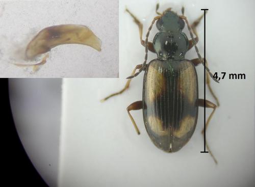 Bembidion femoratum